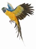 Parrot Blue and Yellow Wings Open