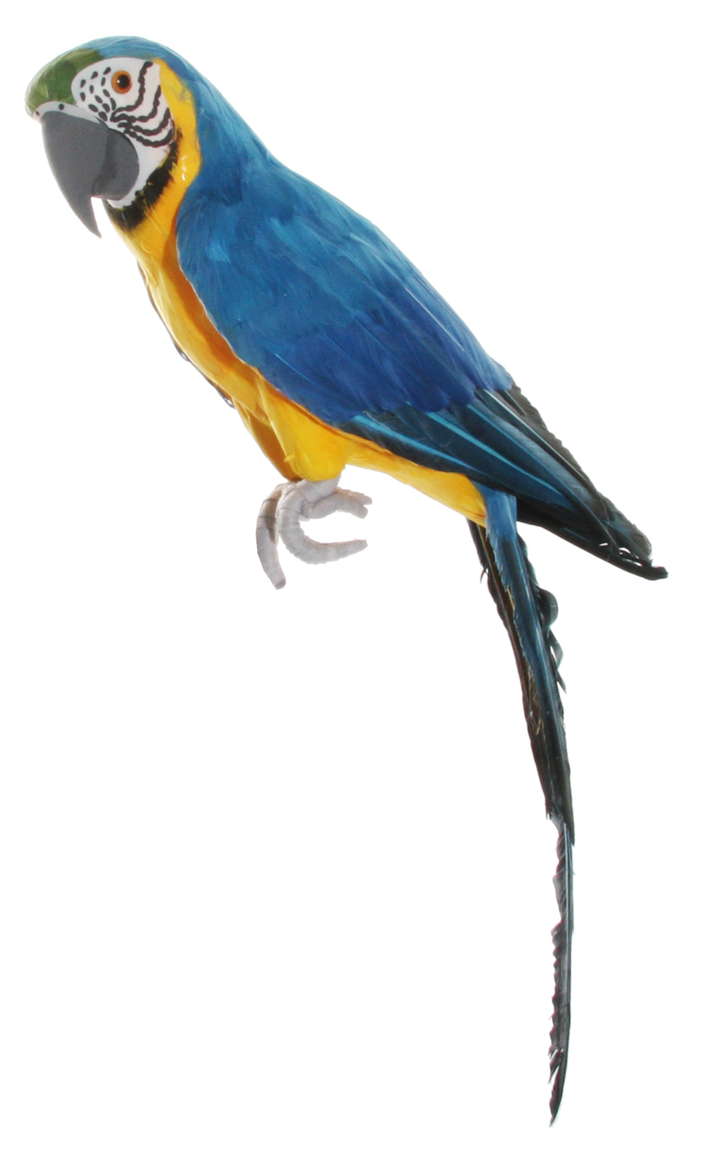 Parrot Blue and Yellow Macaw Wings Closed