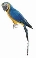 Parrot Blue and Yellow Macaw Wings Closed