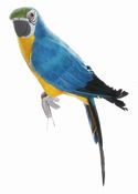Parrot Blue Macaw Small