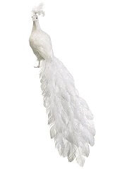 Peacock White Close Tail